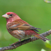 Male. Note: unstreaked reddish flanks. Male. Note: unstreaked reddish flanks.